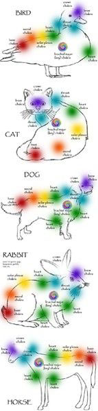 animal chakras, dog, cat, horse, bird, reiki, energy healing, pets